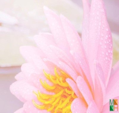 Tranh dán tường Hàn Quốc hoa sen FW - 300